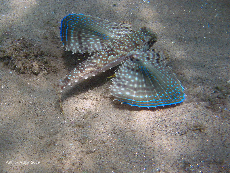 <strong>1. Mergulho em Búzios</strong>Com rica vida marinha e águas de ótima visibilidade (média de 10 metros), Búzios é um bom destino para mergulho. Corais, tartarugas e diversos cardumes de peixes podem ser vistos o ano todo. O principal ponto fica entre as praias de José Fernandes e José Fernandinho – com recife de corais no canto direito. <a href="https://tourshop.com.br" rel="Agência Tour Shop" target="_blank">Agência Tour Shop</a>, 22/2623-4733.