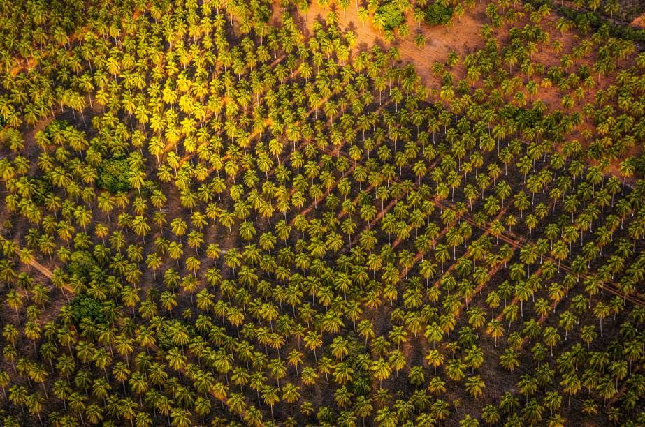 <strong>Coqueiral entre <a href="https://viajeaqui.abril.com.br/cidades/br-rn-sao-miguel-do-gostoso" rel="São Miguel do Gostoso" target="_blank">São Miguel do Gostoso</a> e <a href="https://viajeaqui.abril.com.br/cidades/br-rn-touros" rel="Touros" target="_blank">Touros</a></strong>Voando entre São Miguel do Gostoso e Touros, a vista revela de onde vêm aqueles tantos cocos que consumimos à beira da praia. São plantações enormes, geometricamente organizadas que formam ângulos e perspectivas diferentes, nos apresentando um espetacular tapete verde e amarelo <strong>Coqueiral entre <a href="https://viajeaqui.abril.com.br/cidades/br-rn-sao-miguel-do-gostoso" rel="São Miguel do Gostoso" target="_blank">São Miguel do Gostoso</a> e <a href="https://viajeaqui.abril.com.br/cidades/br-rn-touros" rel="Touros" target="_blank">Touros</a></strong>Voando entre São Miguel do Gostoso e Touros, a vista revela de onde vêm aqueles tantos cocos que consumimos à beira da praia. São plantações enormes, geometricamente organizadas que formam ângulos e perspectivas diferentes, nos apresentando um espetacular tapete verde e amarelo