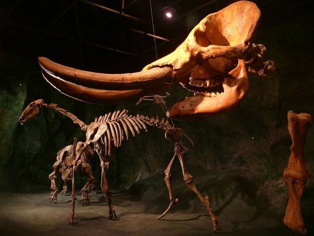 <strong><a href="https://viajeaqui.abril.com.br/estabelecimentos/br-mg-belo-horizonte-atracao-de-ciencias-naturais" rel="Museu de Ciências Naturais da PUC" target="_blank">Museu de Ciências Naturais da PUC</a> - <a href="https://viajeaqui.abril.com.br/cidades/br-mg-belo-horizonte" rel="Belo Horizonte" target="_blank">Belo Horizonte</a>, MG</strong><br /><br />Programão divertido para a família inteira, o interativo museu exibe sete exposições permanentes e tem, como cereja do bolo, a maior coleção de mamíferos fósseis da América do Sul, encontrados em quase todas as alas do museu. As boas vindas são dadas pelos esqueletos de dinossauros sul-americanos e de um enorme crocodilo. É preciso se controlar para não tocar nos ossos, a vontade é tentadora.<br /><br />O segundo pavimento abriga a maior quantidade de exposições, a principal é dedicada ao naturalista dinamarquês Peter Lund, que explorou mais de 200 cavernas brasileiras e descobriu os ossos do Homem de Lagoa Santa, considerado o mais antigo fóssil humano americano. Por isso, apesar de dinamarquês, Lund é considerado o pai da paleontologia brasileira. Nesse mesmo pavimento, há uma réplica de uma caverna calcária (semelhante a Gruta da Lapinha), uma exposição de animais do Cerrado e de animais extintos no período Pleistoceno (traduzindo, na Era do Gelo).<br /><br />No último pavimento, a exposição sobe o fundo das águas é brilhante. Ao som de música instrumental, a sensação que se tem é de estar no meio do mar. Para finalizar, exemplares de animais exóticos. Apesar de estar relativamente próximo do Centro, fica fora de qualquer área com relevância turística da capital mineira.<br /><br />Onde: Av. D. José Gaspar, 290, Coração Eucarístico – Tel. (31) 3319-4152<br />Horário de funcionamento: terça, quarta e sexta das 8h30 às 17h. Quinta das 13h às 21h. Sábado das 9h às 17h.<br />Quanto: R$ 4<br />Distância do Centro: 7 km <strong><a href="https://viajeaqui.abril.com.br/estabelecimentos/br-mg-belo-horizonte-atracao-de-ciencias-naturais" rel="Museu de Ciências Naturais da PUC" target="_blank">Museu de Ciências Naturais da PUC</a> - <a href="https://viajeaqui.abril.com.br/cidades/br-mg-belo-horizonte" rel="Belo Horizonte" target="_blank">Belo Horizonte</a>, MG</strong><br /><br />Programão divertido para a família inteira, o interativo museu exibe sete exposições permanentes e tem, como cereja do bolo, a maior coleção de mamíferos fósseis da América do Sul, encontrados em quase todas as alas do museu. As boas vindas são dadas pelos esqueletos de dinossauros sul-americanos e de um enorme crocodilo. É preciso se controlar para não tocar nos ossos, a vontade é tentadora.<br /><br />O segundo pavimento abriga a maior quantidade de exposições, a principal é dedicada ao naturalista dinamarquês Peter Lund, que explorou mais de 200 cavernas brasileiras e descobriu os ossos do Homem de Lagoa Santa, considerado o mais antigo fóssil humano americano. Por isso, apesar de dinamarquês, Lund é considerado o pai da paleontologia brasileira. Nesse mesmo pavimento, há uma réplica de uma caverna calcária (semelhante a Gruta da Lapinha), uma exposição de animais do Cerrado e de animais extintos no período Pleistoceno (traduzindo, na Era do Gelo).<br /><br />No último pavimento, a exposição sobe o fundo das águas é brilhante. Ao som de música instrumental, a sensação que se tem é de estar no meio do mar. Para finalizar, exemplares de animais exóticos. Apesar de estar relativamente próximo do Centro, fica fora de qualquer área com relevância turística da capital mineira.<br /><br />Onde: Av. D. José Gaspar, 290, Coração Eucarístico – Tel. (31) 3319-4152<br />Horário de funcionamento: terça, quarta e sexta das 8h30 às 17h. Quinta das 13h às 21h. Sábado das 9h às 17h.<br />Quanto: R$ 4<br />Distância do Centro: 7 km