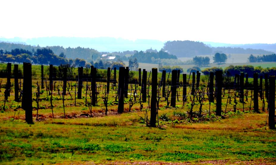 <strong><a href="https://bwtoperadora.com.br" rel="BWT" target="_blank">BWT</a></strong><strong>O QUE ELA FAZ POR VOCÊ:</strong> Leva à pouco conhecida <strong>Carmelo</strong>, novo polo vinícola do <a href="https://viajeaqui.abril.com.br/paises/uruguai" rel="Uruguai" target="_self">Uruguai</a>.<strong>PACOTES:</strong> A 50 minutos de <a href="https://viajeaqui.abril.com.br/cidades/uruguai-colonia-del-sacramento" rel="Colonia del Sacramento" target="_self">Colonia del Sacramento</a>, Carmelo, nas margens do Prata, tem ruelas de paralelepípedo e estradinhas sinuosas, casas históricas e glampings, restaurantes de parrilla e charmosas vinícolas. Das oito confortáveis noites pelo Uruguai, quatro são em <a href="https://viajeaqui.abril.com.br/cidades/uruguai-montevideu" rel="Montevidéu" target="_self">Montevidéu</a>, duas em Colônia e duas em Carmelo, no hotel-butique <a href="https://bit.ly/p_tin" rel="Posada CampoTinto" target="_blank">Posada CampoTinto</a>, em que há tours de degustação e um almoço. Desde US$ 1 739. Todo em Montevidéu, o pacote de quatro noites no <a href="https://bit.ly/esp_l" rel="Esplendor" target="_blank">Esplendor</a> inclui visitas à <a href="https://bit. ly/b_za" rel="Bodega Bouza" target="_blank">Bodega Bouza</a> e à <a href="https://bit.ly/sn_drs" rel="Senderos del Tannat" target="_blank">Senderos del Tannat</a>, ambas com almoço e degustação. Custa US$ 1 079 <strong><a href="https://bwtoperadora.com.br" rel="BWT" target="_blank">BWT</a></strong><strong>O QUE ELA FAZ POR VOCÊ:</strong> Leva à pouco conhecida <strong>Carmelo</strong>, novo polo vinícola do <a href="https://viajeaqui.abril.com.br/paises/uruguai" rel="Uruguai" target="_self">Uruguai</a>.<strong>PACOTES:</strong> A 50 minutos de <a href="https://viajeaqui.abril.com.br/cidades/uruguai-colonia-del-sacramento" rel="Colonia del Sacramento" target="_self">Colonia del Sacramento</a>, Carmelo, nas margens do Prata, tem ruelas de paralelepípedo e estradinhas sinuosas, casas históricas e glampings, restaurantes de parrilla e charmosas vinícolas. Das oito confortáveis noites pelo Uruguai, quatro são em <a href="https://viajeaqui.abril.com.br/cidades/uruguai-montevideu" rel="Montevidéu" target="_self">Montevidéu</a>, duas em Colônia e duas em Carmelo, no hotel-butique <a href="https://bit.ly/p_tin" rel="Posada CampoTinto" target="_blank">Posada CampoTinto</a>, em que há tours de degustação e um almoço. Desde US$ 1 739. Todo em Montevidéu, o pacote de quatro noites no <a href="https://bit.ly/esp_l" rel="Esplendor" target="_blank">Esplendor</a> inclui visitas à <a href="https://bit. ly/b_za" rel="Bodega Bouza" target="_blank">Bodega Bouza</a> e à <a href="https://bit.ly/sn_drs" rel="Senderos del Tannat" target="_blank">Senderos del Tannat</a>, ambas com almoço e degustação. Custa US$ 1 079