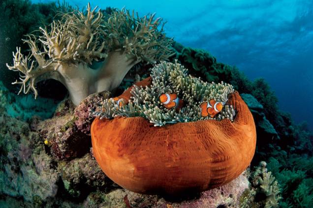 Ao cair da noite, uma anêmona-do-mar contrai-se e fica parecida com um vaso de argila. Os tentáculos que permanecem expostos são suficientes para fornecer abrigo aos peixes-palhaço residentes, que podem crescer até 7 centímetros. A cor do corpo desta anêmona varia entre laranja, rosa, azul, verde, vermelho e branco Ao cair da noite, uma anêmona-do-mar contrai-se e fica parecida com um vaso de argila. Os tentáculos que permanecem expostos são suficientes para fornecer abrigo aos peixes-palhaço residentes, que podem crescer até 7 centímetros. A cor do corpo desta anêmona varia entre laranja, rosa, azul, verde, vermelho e branco