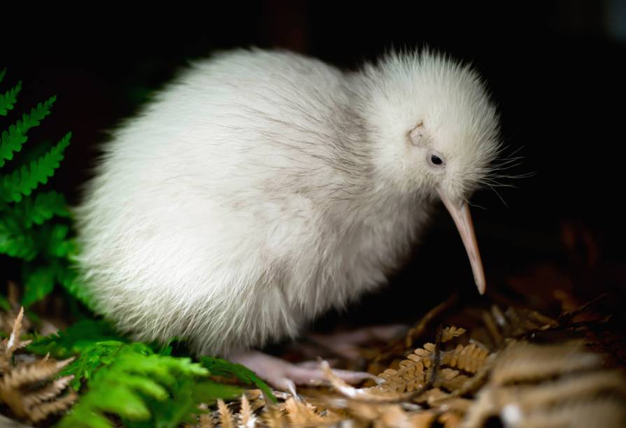 <strong>Barreira de Corais - com Nova Zelândia</strong>Das 15 noites em hotéis três estrelas, nove são na <strong>Austrália</strong>, entre <a href="https://viajeaqui.abril.com.br/cidades/australia-melbourne" rel="Melbourne" target="_blank"><strong>Melbourne</strong></a>,<strong> <a href="https://viajeaqui.abril.com.br/cidades/australia-sydney" rel="Sydney" target="_blank">Sydney</a></strong> e <a href="https://viajeaqui.abril.com.br/cidades/australia-cairns" rel="Cairns" target="_blank"><strong>Cairns</strong></a> (onde há cruzeiro pela <strong>Grande Barreira</strong>), e seis na <strong>Nova Zelândia</strong>, visitando as atrações de <a href="https://viajeaqui.abril.com.br/cidades/nova-zelandia-auckland" rel="Auckland" target="_blank"><strong>Auckland</strong></a>, <a href="https://viajeaqui.abril.com.br/cidades/nova-zelandia-rotorua" rel="Rotorua" target="_blank"><strong>Rotorua</strong></a>, <strong>Waitomo Caves</strong> (da famosa gruta com larvas luminosas) e <strong><a href="https://viajeaqui.abril.com.br/cidades/nova-zelandia-queenstown" rel="Queenstown" target="_blank">Queenstown</a></strong>, base de um tour de barco pelo <strong>Fiordland</strong>, locação do filme O Senhor dos Anéis.<strong>QUANDO:</strong> Até 28 de agosto<strong>QUEM LEVA:</strong> A <a href="https://queensberry.com.br" rel="Queensberry" target="_blank"><strong>Queensberry</strong></a> (11/3217-7600)<strong>QUANTO:</strong> US$ 4 675 (sem aéreo)