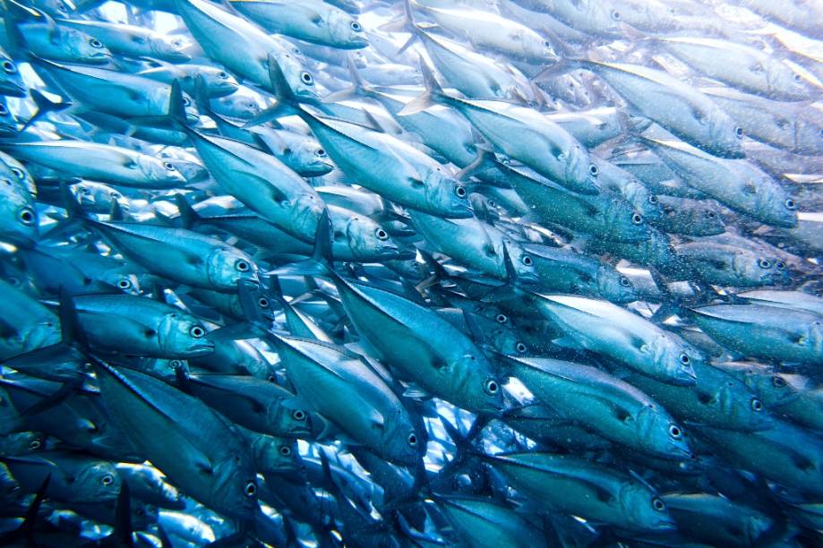 A sudeste de Bali encontra-se a ilha de Nusa Lembogan. Sua riquíssima natureza espelha-se tanto na superfície, em seus extensos manguezais, como no mar, lar de mais de 200 espécies de corais e cerca de 500 tipos diferentes de outros animais aquáticos