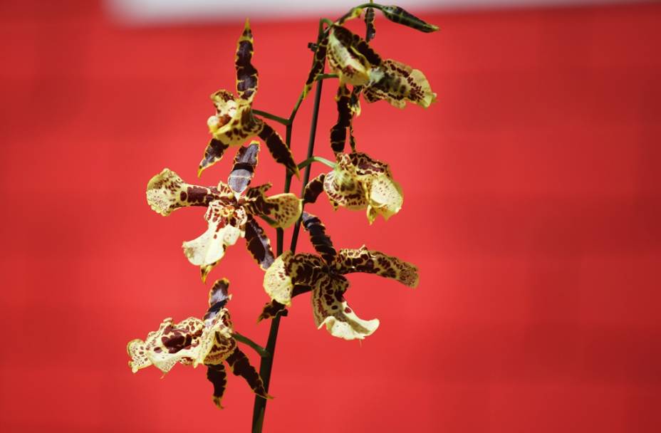 Oncidium, uma das novidades apresentadas na Expoflora Oncidium, uma das novidades apresentadas na Expoflora