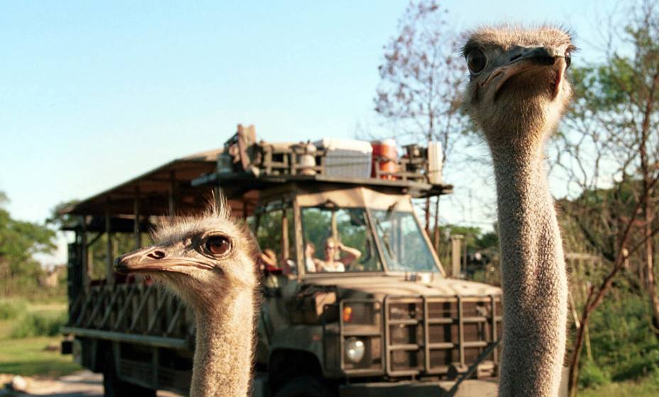 Turistas observando avestruzes, no Safári Kilimanjaro, atração do parque temático Animal Kingdom Turistas observando avestruzes, no Safári Kilimanjaro, atração do parque temático Animal Kingdom