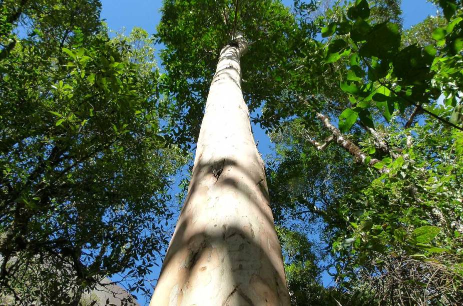 A altitude e o frio de Monte Verde ajudou a proliferar espécimes originárias do sul do país, como as coníferas. Elas fundem-se à Mata Atlântica, formando um cenário peculiar