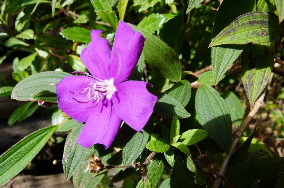 Singela flor na beira do caminho