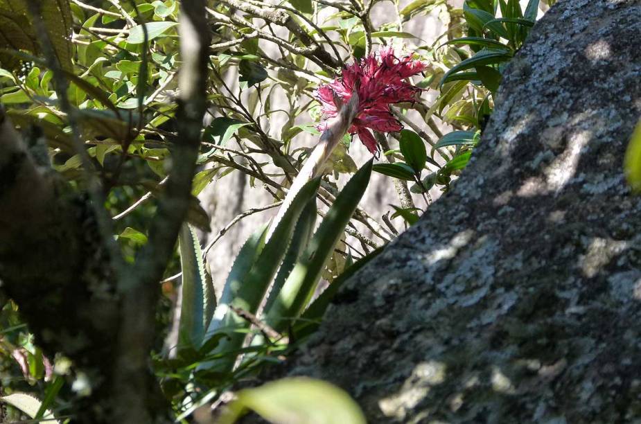 Charmosas bromélias pontuadas pelo caminho nascem em lugares totalmente inesperados