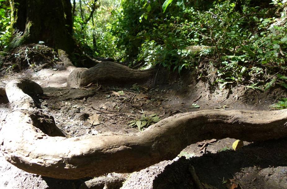 Raízes tornam-se obstáculos naturais na trilha de Mata Atlântica