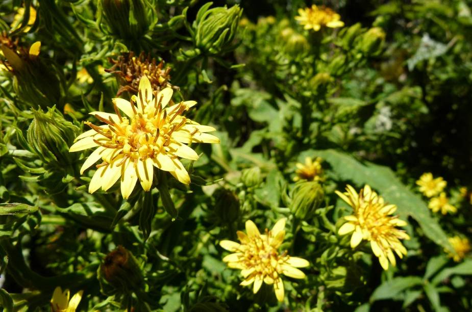 Florezinhas de todas as cores podem ser observadas (e admiradas) pelos caminhantes