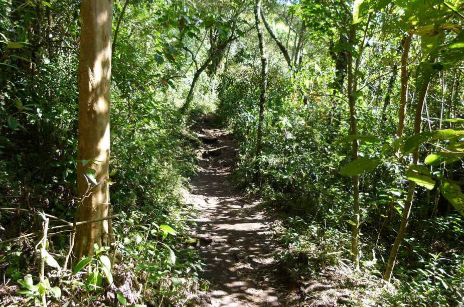 Coníferas e espécies de plantas nativas da Mata Atlântica misturam-se à paisagem das trilhas de Monte Verde (MG)