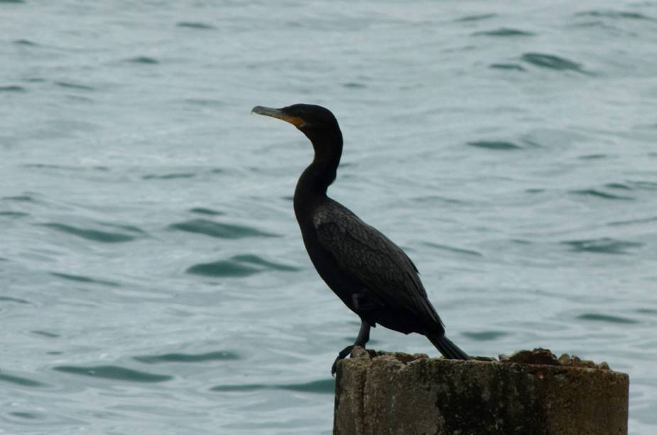 Pássaro observa o mar na Ilha das Cabras; a região é ótima para mergulho e, além disso, a cidade é destino obrigatório para quem curte birdwatching