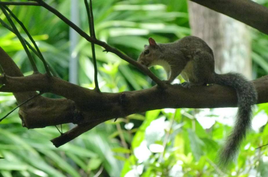 <strong>Bok Tower Gardens</strong>O jardim é refúgio para centenas de espécies de pássaros (inclusive aves migratórias) e esquilos. A reportagem também encontrou cobras e aranhas durante o passeio