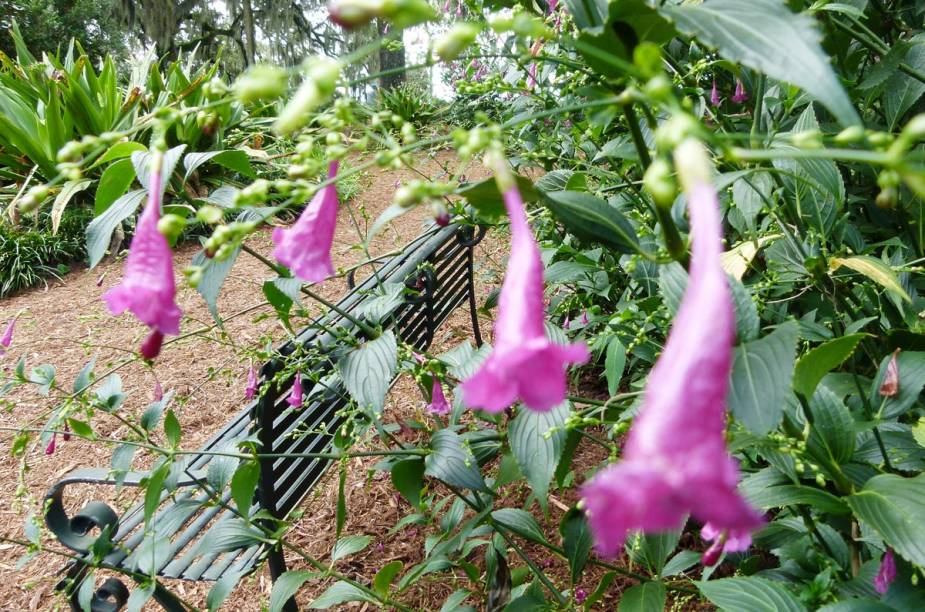 <strong>Bok Tower Gardens</strong>                                                            Com centenas de espécies de plantas do mundo inteiro, o jardim que fica na cidadezinha de Lake Wales, no centro da Flórida, é perfeito para quem busca um momento de paz para meditar