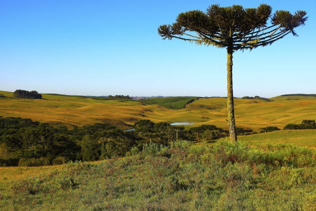 Viajar pelas estradas do <a href="https://viajeaqui.abril.com.br/estados/br-rio-grande-do-sul" rel="Rio Grande do Sul" target="_self">Rio Grande do Sul</a> e se deparar com a beleza dos <strong>pampas gaúchos</strong> é a certeza de só enriquecer a viagem! A região é demarcada por paisagens pastoris, campos, matas e formações diversas, que ocupam mais de 60% do Estado Viajar pelas estradas do <a href="https://viajeaqui.abril.com.br/estados/br-rio-grande-do-sul" rel="Rio Grande do Sul" target="_self">Rio Grande do Sul</a> e se deparar com a beleza dos <strong>pampas gaúchos</strong> é a certeza de só enriquecer a viagem! A região é demarcada por paisagens pastoris, campos, matas e formações diversas, que ocupam mais de 60% do Estado