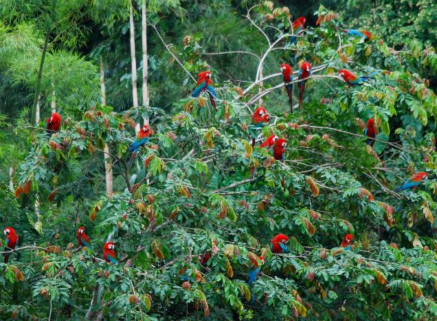 Com mais de 1,7 milhão de hectares, o parque abriga mais de trinta comunidades rurais e três grupos de tribos indígenas. Cercado por montanhas, ele possui uma das maiores biodiversidades do planeta e foi tombado como Patrimônio Mundial da Unesco em 1987. Aqui, ficam abrigadas mais de 800 espécies de aves, 200 espécies de mamíferos e 100 espécies de morcegos. Sua localização fica em uma altitude de 4200 metros acima do nível do mar Com mais de 1,7 milhão de hectares, o parque abriga mais de trinta comunidades rurais e três grupos de tribos indígenas. Cercado por montanhas, ele possui uma das maiores biodiversidades do planeta e foi tombado como Patrimônio Mundial da Unesco em 1987. Aqui, ficam abrigadas mais de 800 espécies de aves, 200 espécies de mamíferos e 100 espécies de morcegos. Sua localização fica em uma altitude de 4200 metros acima do nível do mar