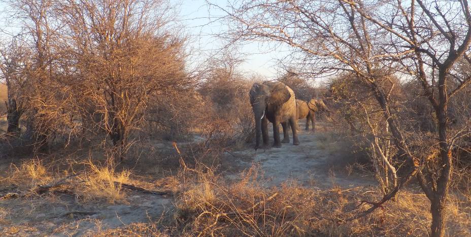 <strong><a href="https://www.africadosul.net/site/default.aspx" rel="ATLANTIC" target="_blank">ATLANTIC</a></strong> <strong>O QUE ELA FAZ POR VOCÊ</strong> Especialista, viaja à <a href="https://viajeaqui.abril.com.br/continentes/africa" rel="África" target="_blank">África</a> há 20 anos. <strong>PACOTE</strong> No sudoeste da África, entre desertos e savanas, a <a href="https://viajeaqui.abril.com.br/vt/blogs/achados/2016/03/21/10-motivos-para-conhecer-a-namibia/" rel="Namíbia" target="_blank">Namíbia</a> é habitat de leões, elefantes, leopardos, búfalos e rinocerontes, os big five. Nas 13 noites em hotéis upscale, a ideia é rodar o país de carro (não incluído). Há estadia na capital, Windhoek; no Parque Nacional Etosha (foto) e na Reserva Viljoen, para explorar a fauna; nas desérticas Sesriem e Seeheim; nas termas de Ai-Ais; e em Keetmanshoop. Com pernoite em Johannesburgo na conexão de voo, sai a US$ 3 250. <strong><a href="https://www.africadosul.net/site/default.aspx" rel="ATLANTIC" target="_blank">ATLANTIC</a></strong> <strong>O QUE ELA FAZ POR VOCÊ</strong> Especialista, viaja à <a href="https://viajeaqui.abril.com.br/continentes/africa" rel="África" target="_blank">África</a> há 20 anos. <strong>PACOTE</strong> No sudoeste da África, entre desertos e savanas, a <a href="https://viajeaqui.abril.com.br/vt/blogs/achados/2016/03/21/10-motivos-para-conhecer-a-namibia/" rel="Namíbia" target="_blank">Namíbia</a> é habitat de leões, elefantes, leopardos, búfalos e rinocerontes, os big five. Nas 13 noites em hotéis upscale, a ideia é rodar o país de carro (não incluído). Há estadia na capital, Windhoek; no Parque Nacional Etosha (foto) e na Reserva Viljoen, para explorar a fauna; nas desérticas Sesriem e Seeheim; nas termas de Ai-Ais; e em Keetmanshoop. Com pernoite em Johannesburgo na conexão de voo, sai a US$ 3 250.