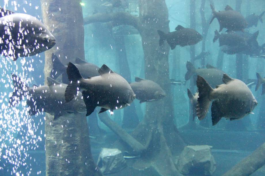 Tambaquis no tanque de peixes da Amazônia no Aquário de São Paulo, no bairro do Ipiranga Tambaquis no tanque de peixes da Amazônia no Aquário de São Paulo, no bairro do Ipiranga