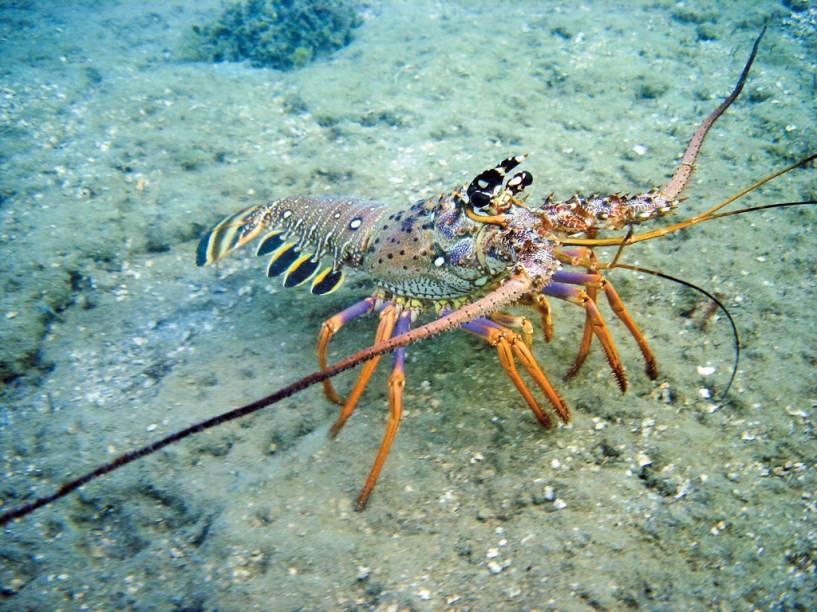 Lagosta no mar de Porto de Galinhas. O mergulho é uma das atrações da vila e inclui fotos subaquáticas 