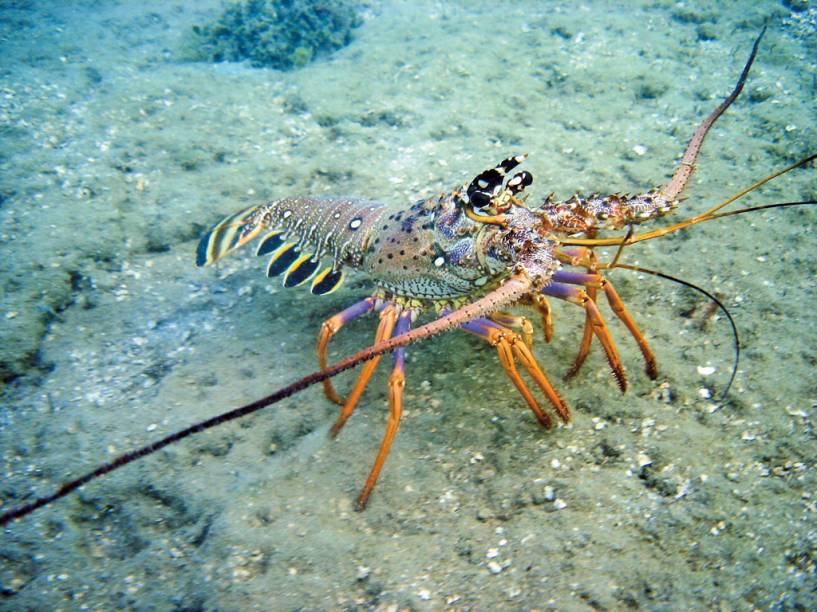 Lagosta no mar de Porto de Galinhas. O mergulho &eacute; uma das atra&ccedil;&otilde;es da vila e inclui fotos subaqu&aacute;ticas&nbsp;