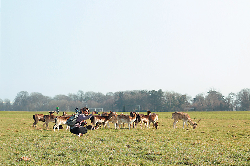 Phoenix Park veados, Dublin Phoenix Park veados, Dublin