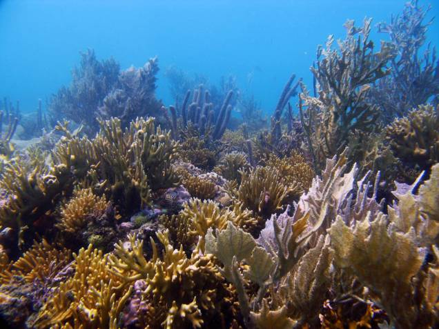 Recife de Coral próximo ao Espaço Coral Vivo Mucugê, em <a href="https://viajeaqui.abril.com.br/cidades/br-ba-arraial-dajuda" rel="Arraial dAujda" target="_blank">Arraial DAujda</a>, <a href="https://viajeaqui.abril.com.br/estados/br-bahia" rel="Bahia" target="_blank">Bahia</a> Recife de Coral próximo ao Espaço Coral Vivo Mucugê, em <a href="https://viajeaqui.abril.com.br/cidades/br-ba-arraial-dajuda" rel="Arraial dAujda" target="_blank">Arraial DAujda</a>, <a href="https://viajeaqui.abril.com.br/estados/br-bahia" rel="Bahia" target="_blank">Bahia</a>