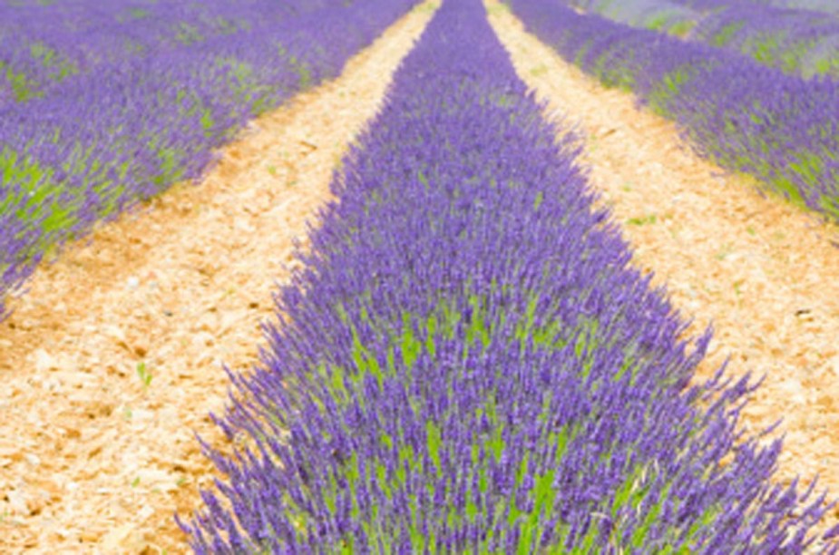 Campos de lavanda