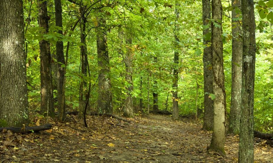 <strong>19. Randolph Forest, Maine, <a href="https://viajeaqui.abril.com.br/paises/estados-unidos" rel="Estados Unidos" target="_self">Estados Unidos</a></strong> Localizada na cidade homônima, conhecida pelos americanos por ser a menor do Estado do Maine, essa pequena floresta concentra carros abandonados que só aumentam sua fama de mal assombrada. Aqui, trilhos de trem, que costumavam transportar veteranos até um hospital local, estão cobertos de grama e em completo desuso. Moradores da região alegam que a floresta é o lar de diversos corpos celestes, além de abrigar barulhos estranhos. Ou seja: caminhar à noite por ali não é para os fracos. <strong>19. Randolph Forest, Maine, <a href="https://viajeaqui.abril.com.br/paises/estados-unidos" rel="Estados Unidos" target="_self">Estados Unidos</a></strong> Localizada na cidade homônima, conhecida pelos americanos por ser a menor do Estado do Maine, essa pequena floresta concentra carros abandonados que só aumentam sua fama de mal assombrada. Aqui, trilhos de trem, que costumavam transportar veteranos até um hospital local, estão cobertos de grama e em completo desuso. Moradores da região alegam que a floresta é o lar de diversos corpos celestes, além de abrigar barulhos estranhos. Ou seja: caminhar à noite por ali não é para os fracos.