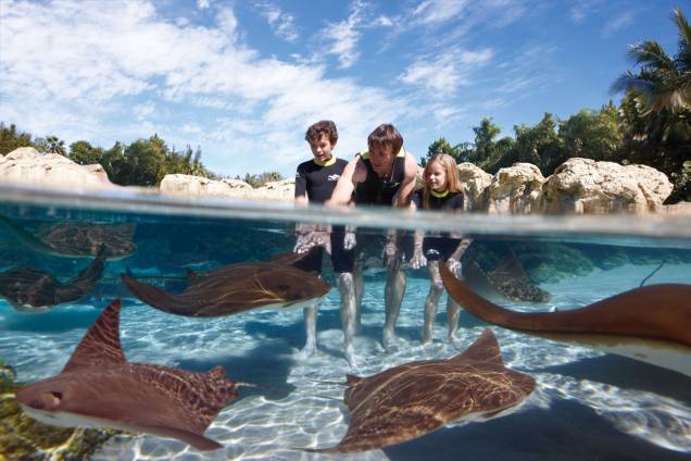 <strong>2. <a href="https://viajeaqui.abril.com.br/estabelecimentos/estados-unidos-orlando-atracao-discovery-cove" rel="Discovery Cove – Orlando, EUA " target="_blank">Discovery Cove – Orlando, EUA </a></strong> Uma das atrações mais procuradas é o mergulho com golfinhos. Mas o Coral Reef (foto) também surpreende com as mais de 160 espécies de peixes e arraias <strong>2. <a href="https://viajeaqui.abril.com.br/estabelecimentos/estados-unidos-orlando-atracao-discovery-cove" rel="Discovery Cove – Orlando, EUA " target="_blank">Discovery Cove – Orlando, EUA </a></strong> Uma das atrações mais procuradas é o mergulho com golfinhos. Mas o Coral Reef (foto) também surpreende com as mais de 160 espécies de peixes e arraias