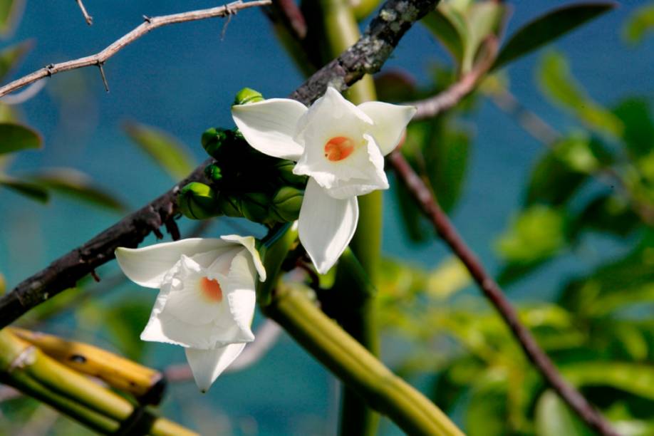 Flor de baunilha, Seychelles