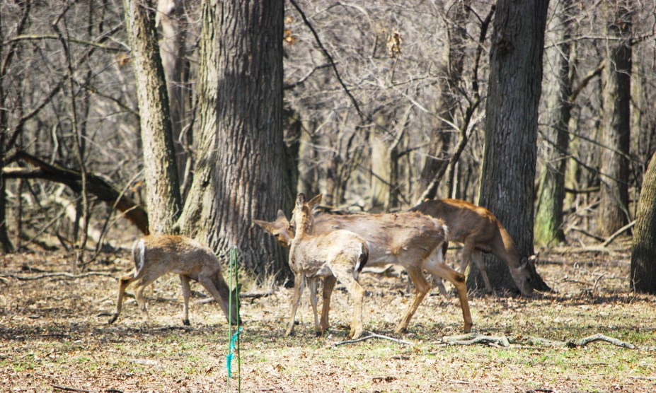 <strong>23. Robinson Woods, <a href="https://viajeaqui.abril.com.br/paises/estados-unidos" rel="Estados Unidos" target="_self">Estados Unidos</a></strong>            O nome da floresta é uma homenagem a Alexander Robinson, chefe das nações Pottawatomies, Ottawa, e Chippewa, e cujo nome de batismo era Chee-chee-pin-quay. Moradores contam que seu corpo, juntamente com o de seus familiares, está enterrado no solo da floresta. Há uma lenda que diz que, durante a noite, pontos de luz aparecem por entre as árvores – eles seriam um sinal da presença desses espíritos. Durante o dia, há relatos de cervos que cercam os visitantes sem razão aparente.