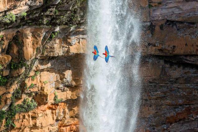 Casal de araras-vermelhas passando pela cachoeira Véu de noiva, na Chapada dos Guimarães, Mato Grosso Casal de araras-vermelhas passando pela cachoeira Véu de noiva, na Chapada dos Guimarães, Mato Grosso
