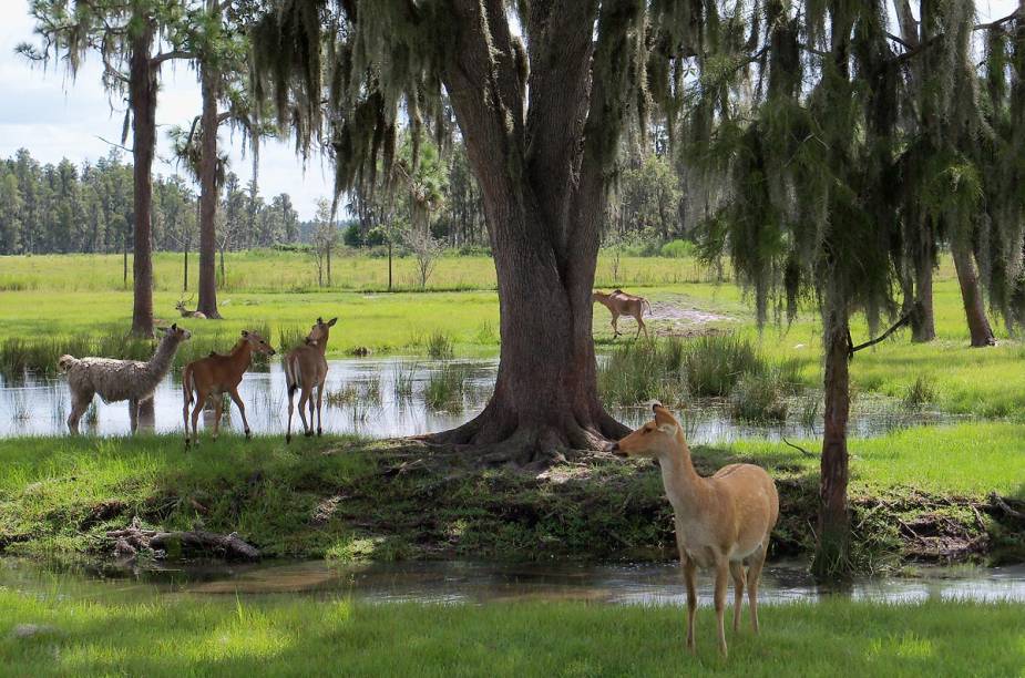 <strong>Safari Wilderness Ranch</strong>                                                        Não há os grandes carnívoros africanos no safári, mas os animais pastam livres nos 260 acres do local e aproximam-se do veículo para comer nas mãos dos visitantes