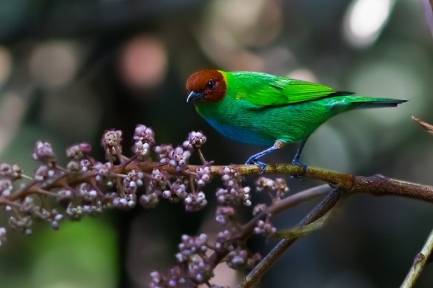 Saíra-de-cabeça-castanha nos tepuis da Venezuela