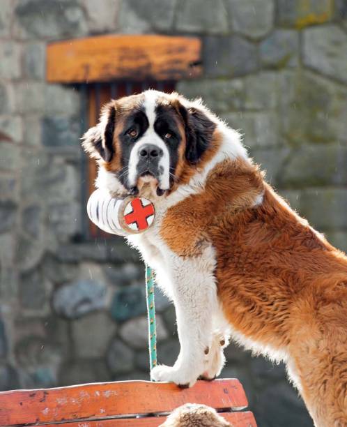 Salva-vidas do frio Salva-vidas do frio