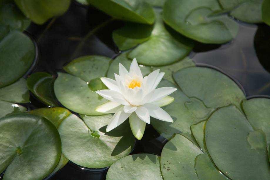 <a href="https://asiatotal.com.br" rel="PRINCESS" target="_blank"><strong>PRINCESS </strong></a>(11/3172-6880)<strong>O QUE ELA FAZ POR VOCÊ:</strong> Combina <strong><a href="https://viajeaqui.abril.com.br/paises/china" rel="China" target="_blank">China</a></strong> com <strong><a href="https://viajeaqui.abril.com.br/paises/coreia-do-sul" rel="Coreia" target="_blank">Coreia</a></strong> ou <strong><a href="https://viajeaqui.abril.com.br/paises/japao" rel="Japão" target="_blank">Japão</a></strong>.<strong>PACOTE:</strong> O tour nipo-chinês em hotéis quatro-estrelas tem três noites em <strong><a href="https://viajeaqui.abril.com.br/cidades/japao-toquio" rel="Tóquio" target="_blank">Tóquio</a></strong>, duas em <strong><a href="https://viajeaqui.abril.com.br/cidades/japao-kyoto" rel="Kyoto" target="_blank">Kyoto</a> (foto)</strong>, três em <strong><a href="https://viajeaqui.abril.com.br/cidades/china-pequim-beijing" rel="Pequim" target="_blank">Pequim</a></strong>, duas em <strong><a href="https://viajeaqui.abril.com.br/cidades/china-xian" rel="Xian" target="_blank">Xian</a></strong> e duas em <strong><a href="https://viajeaqui.abril.com.br/cidades/china-xangai-shanghai" rel="Xangai" target="_blank">Xangai</a></strong>. Desde US$ 6 391. <a href="https://asiatotal.com.br" rel="PRINCESS" target="_blank"><strong>PRINCESS </strong></a>(11/3172-6880)<strong>O QUE ELA FAZ POR VOCÊ:</strong> Combina <strong><a href="https://viajeaqui.abril.com.br/paises/china" rel="China" target="_blank">China</a></strong> com <strong><a href="https://viajeaqui.abril.com.br/paises/coreia-do-sul" rel="Coreia" target="_blank">Coreia</a></strong> ou <strong><a href="https://viajeaqui.abril.com.br/paises/japao" rel="Japão" target="_blank">Japão</a></strong>.<strong>PACOTE:</strong> O tour nipo-chinês em hotéis quatro-estrelas tem três noites em <strong><a href="https://viajeaqui.abril.com.br/cidades/japao-toquio" rel="Tóquio" target="_blank">Tóquio</a></strong>, duas em <strong><a href="https://viajeaqui.abril.com.br/cidades/japao-kyoto" rel="Kyoto" target="_blank">Kyoto</a> (foto)</strong>, três em <strong><a href="https://viajeaqui.abril.com.br/cidades/china-pequim-beijing" rel="Pequim" target="_blank">Pequim</a></strong>, duas em <strong><a href="https://viajeaqui.abril.com.br/cidades/china-xian" rel="Xian" target="_blank">Xian</a></strong> e duas em <strong><a href="https://viajeaqui.abril.com.br/cidades/china-xangai-shanghai" rel="Xangai" target="_blank">Xangai</a></strong>. Desde US$ 6 391.