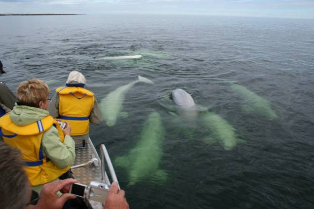 Belugas em Churchill, Manitoba Belugas em Churchill, Manitoba
