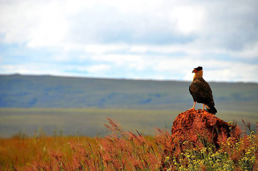 A paisagem do Parque Nacional da Serra da Canastra é feita de Campos de Altitude e Cerrado. Muitas atrações têm o acesso complicado. Algumas têm a contratação de um guia como requisito obrigatório. <a href="https://www.booking.com/searchresults.pt-br.html?aid=332455&lang=pt-br&sid=eedbe6de09e709d664615ac6f1b39a5d&sb=1&src=searchresults&src_elem=sb&error_url=https%3A%2F%2Fwww.booking.com%2Fsearchresults.pt-br.html%3Faid%3D332455%3Bsid%3Deedbe6de09e709d664615ac6f1b39a5d%3Bcity%3D-671358%3Bclass_interval%3D1%3Bdest_id%3D-672204%3Bdest_type%3Dcity%3Bdtdisc%3D0%3Bfrom_sf%3D1%3Bgroup_adults%3D2%3Bgroup_children%3D0%3Binac%3D0%3Bindex_postcard%3D0%3Blabel_click%3Dundef%3Bno_rooms%3D1%3Boffset%3D0%3Bpostcard%3D0%3Braw_dest_type%3Dcity%3Broom1%3DA%252CA%3Bsb_price_type%3Dtotal%3Bsearch_selected%3D1%3Bsrc%3Dsearchresults%3Bsrc_elem%3Dsb%3Bss%3DS%25C3%25A3o%2520Sebasti%25C3%25A3o%252C%2520%25E2%2580%258BS%25C3%25A3o%2520Paulo%252C%2520%25E2%2580%258BBrasil%3Bss_all%3D0%3Bss_raw%3DS%25C3%25A3o%2520Sebasti%25C3%25A3o%3Bssb%3Dempty%3Bsshis%3D0%3Bssne_untouched%3DS%25C3%25A3o%2520Jos%25C3%25A9%2520do%2520Barreiro%26%3B&ss=Serra+da+Canastra%2C+%E2%80%8BBrasil&ssne=S%C3%A3o+Sebasti%C3%A3o&ssne_untouched=S%C3%A3o+Sebasti%C3%A3o&city=-672204&checkin_monthday=&checkin_month=&checkin_year=&checkout_monthday=&checkout_month=&checkout_year=&no_rooms=1&group_adults=2&group_children=0&highlighted_hotels=&from_sf=1&ss_raw=Serra+da+Canastra&ac_position=0&ac_langcode=xb&dest_id=6099&dest_type=region&search_pageview_id=dc577305393b0092&search_selected=true&search_pageview_id=dc577305393b0092&ac_suggestion_list_length=5&ac_suggestion_theme_list_length=0" target="_blank" rel="noopener"><em>Busque hospedagens na Serra da Canastra</em></a> A paisagem do Parque Nacional da Serra da Canastra é feita de Campos de Altitude e Cerrado. Muitas atrações têm o acesso complicado. Algumas têm a contratação de um guia como requisito obrigatório. <a href="https://www.booking.com/searchresults.pt-br.html?aid=332455&lang=pt-br&sid=eedbe6de09e709d664615ac6f1b39a5d&sb=1&src=searchresults&src_elem=sb&error_url=https%3A%2F%2Fwww.booking.com%2Fsearchresults.pt-br.html%3Faid%3D332455%3Bsid%3Deedbe6de09e709d664615ac6f1b39a5d%3Bcity%3D-671358%3Bclass_interval%3D1%3Bdest_id%3D-672204%3Bdest_type%3Dcity%3Bdtdisc%3D0%3Bfrom_sf%3D1%3Bgroup_adults%3D2%3Bgroup_children%3D0%3Binac%3D0%3Bindex_postcard%3D0%3Blabel_click%3Dundef%3Bno_rooms%3D1%3Boffset%3D0%3Bpostcard%3D0%3Braw_dest_type%3Dcity%3Broom1%3DA%252CA%3Bsb_price_type%3Dtotal%3Bsearch_selected%3D1%3Bsrc%3Dsearchresults%3Bsrc_elem%3Dsb%3Bss%3DS%25C3%25A3o%2520Sebasti%25C3%25A3o%252C%2520%25E2%2580%258BS%25C3%25A3o%2520Paulo%252C%2520%25E2%2580%258BBrasil%3Bss_all%3D0%3Bss_raw%3DS%25C3%25A3o%2520Sebasti%25C3%25A3o%3Bssb%3Dempty%3Bsshis%3D0%3Bssne_untouched%3DS%25C3%25A3o%2520Jos%25C3%25A9%2520do%2520Barreiro%26%3B&ss=Serra+da+Canastra%2C+%E2%80%8BBrasil&ssne=S%C3%A3o+Sebasti%C3%A3o&ssne_untouched=S%C3%A3o+Sebasti%C3%A3o&city=-672204&checkin_monthday=&checkin_month=&checkin_year=&checkout_monthday=&checkout_month=&checkout_year=&no_rooms=1&group_adults=2&group_children=0&highlighted_hotels=&from_sf=1&ss_raw=Serra+da+Canastra&ac_position=0&ac_langcode=xb&dest_id=6099&dest_type=region&search_pageview_id=dc577305393b0092&search_selected=true&search_pageview_id=dc577305393b0092&ac_suggestion_list_length=5&ac_suggestion_theme_list_length=0" target="_blank" rel="noopener"><em>Busque hospedagens na Serra da Canastra</em></a>