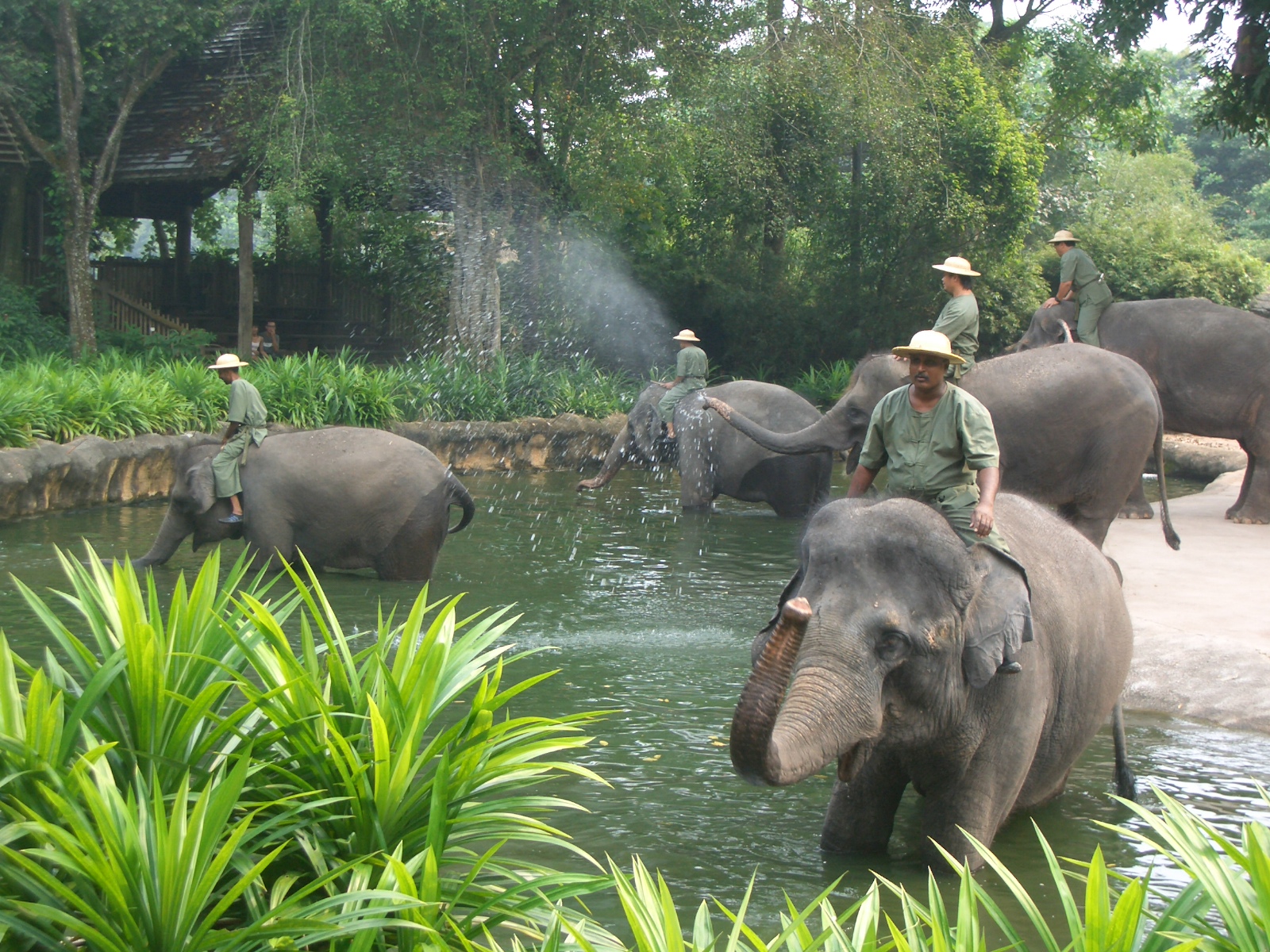 <strong>Zool&oacute;gico de Cingapura</strong>No Zool&oacute;gico de <a href="https://viajeaqui.abril.com.br/paises/cingapura" rel="Cingapura" target="_self">Cingapura</a> os animais s&atilde;o mantidos fora das jaulas, em ambientes que simulam seus ecossistemas de origem. As barreiras que separam os bichos dos humanos est&atilde;o disfar&ccedil;adas de cachoeiras, fossos ou plantas. Algumas esp&eacute;cies convivem nos mesmos espa&ccedil;os, coexistindo como se estivessem em seu habitat natural. Shows tem&aacute;ticos acontecem diariamente, e os visitantes podem tirar fotos com macacos e andar em camelos ou <a href="https://viajeaqui.abril.com.br/materias/fotos-de-animais-ameacados-de-extincao?foto=6#6" rel="elefantes" target="_self">elefantes</a> (<em>foto</em>)