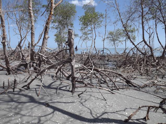 Raízes de árvores no mangue seco a caminho da Lagoa de <a href="https://viajeaqui.abril.com.br/estabelecimentos/br-ce-jericoacoara-atracao-passeio-de-bugue-ate-tatajuba" rel="Tatajuba" target="_blank">Tatajuba</a>, em <a href="https://viajeaqui.abril.com.br/cidades/br-ce-jericoacoara" rel="Jericoacoara" target="_blank">Jericoacoara</a>, <a href="https://viajeaqui.abril.com.br/estados/br-ceara" rel="Ceará" target="_blank">Ceará</a> Raízes de árvores no mangue seco a caminho da Lagoa de <a href="https://viajeaqui.abril.com.br/estabelecimentos/br-ce-jericoacoara-atracao-passeio-de-bugue-ate-tatajuba" rel="Tatajuba" target="_blank">Tatajuba</a>, em <a href="https://viajeaqui.abril.com.br/cidades/br-ce-jericoacoara" rel="Jericoacoara" target="_blank">Jericoacoara</a>, <a href="https://viajeaqui.abril.com.br/estados/br-ceara" rel="Ceará" target="_blank">Ceará</a>