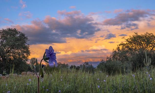 Flores no pôr do Sol da cidade de Redding, na Califórnia, <a href="https://viajeaqui.abril.com.br/paises/estados-unidos" rel="EUA" target="_self">EUA</a> Flores no pôr do Sol da cidade de Redding, na Califórnia, <a href="https://viajeaqui.abril.com.br/paises/estados-unidos" rel="EUA" target="_self">EUA</a>