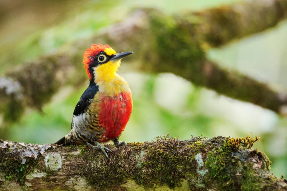 O som chamou a minha atenção. Batidas abafadas em madeira oca. Precisei de dez minutos e movimentos lentos para identificar o autor da sinfonia: um pica-pau-benedito. No alto de uma árvore, ele bicava orifícios de um galho para pegar larvas. Percebeu a minha presença, parou de comer, estufou o peito e eriçou o penacho vermelho. Foi quando disparei a câmera