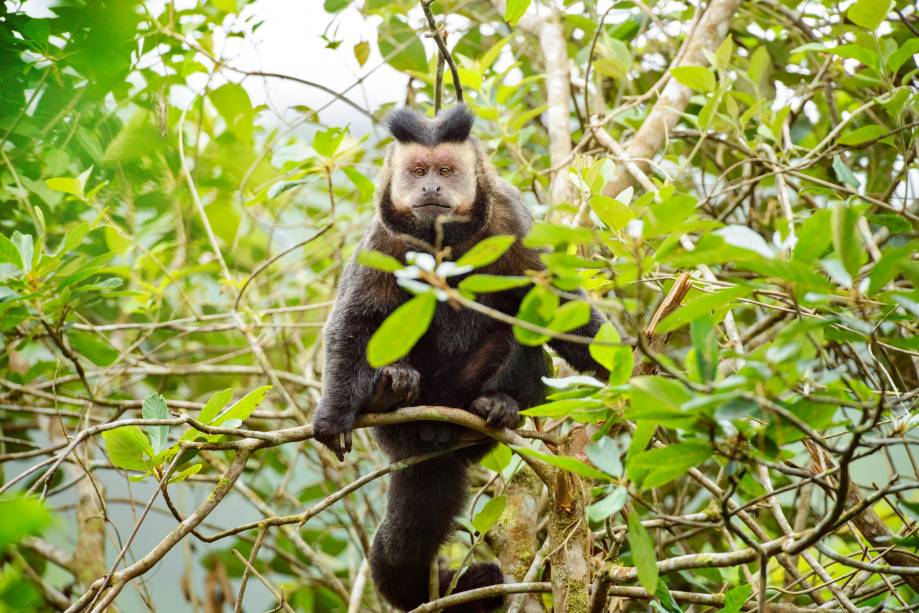 Estávamos almoçando na reserva quando veio o aviso: macacos na vila! Peguei a câmera e corri para o local. Em cinco minutos eu estava diante de um bando de macacos-prego (<em>Cebus sp</em>), interessados num pequeno bananal dos moradores. A maior parte fugiu à minha aproximação, exceto este macho, cujo o comportamento foi o de tentar intimidar mostrando os dentes e vocalizando