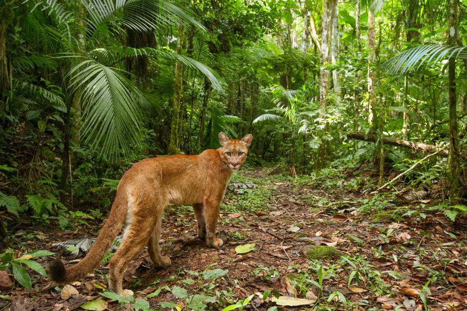 Uma cena inesquecível marcou a minha primeira viagem ao Legado das Águas: a onça-parda surgiu da floresta e, com dois pulos ágeis, atravessou a estrada de chão diante dos meus olhos atônitos observando de dentro da picape. Desde então passei a perseguir uma forma de reproduzir aquela emoção em uma imagem. Só aconteceu recentemente, em um dos estúdios fotográficos automáticos que montei na mata. Esta onça disparou sua própria fotografia ao cruzar os sensores ligados à câmera. Ela ia passando, de costas para a lente, mas se virou, curiosa com o barulho da câmera. Sinto, nesta imagem, a emoção de entrar em uma floresta viva