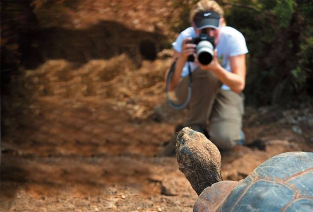Tartaruga sendo fotografada em Galápagos Tartaruga sendo fotografada em Galápagos