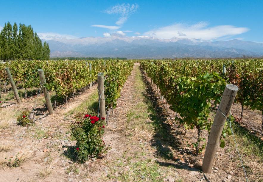 As vinícolas de Mendoza são a grande atração da cidade: há diversos lugares para passear pelos parreirais e degustar os bons vinhos argentinos. A cidade é a principal região vitivinícola do país As vinícolas de Mendoza são a grande atração da cidade: há diversos lugares para passear pelos parreirais e degustar os bons vinhos argentinos. A cidade é a principal região vitivinícola do país