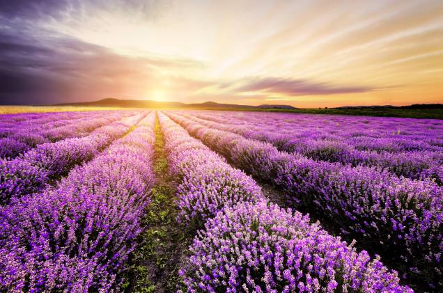 A pequena vila de Zarnevo, localizada na província de Dobrich, é conhecida por seus belos campos de lavanda, que encantam os visitantes A pequena vila de Zarnevo, localizada na província de Dobrich, é conhecida por seus belos campos de lavanda, que encantam os visitantes