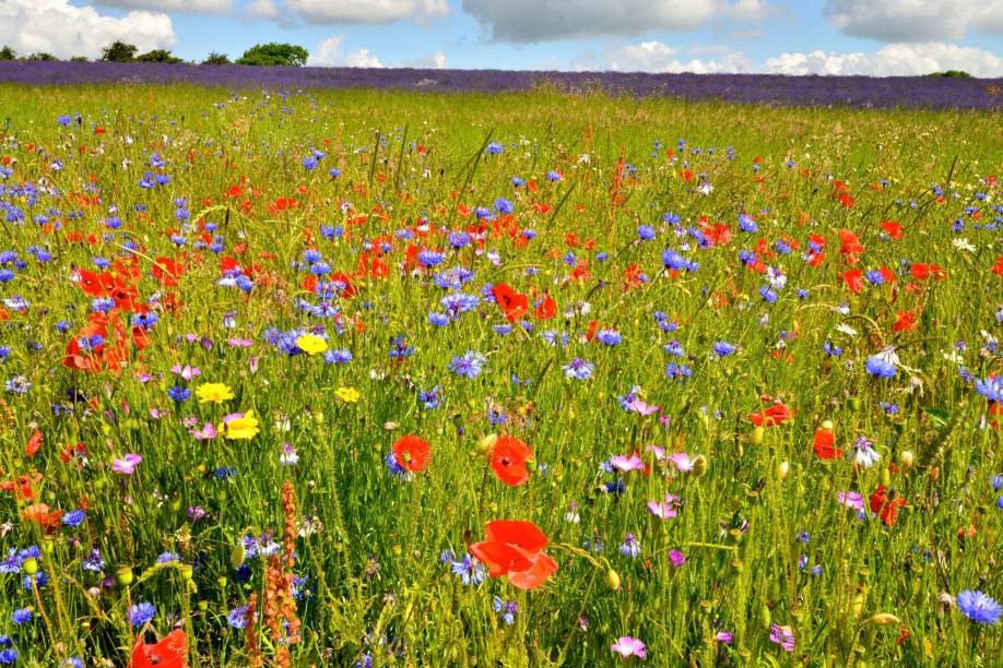 Os campos de flores selvagens fazem tanto sucesso quanto os de canola, linhaça e lavanda