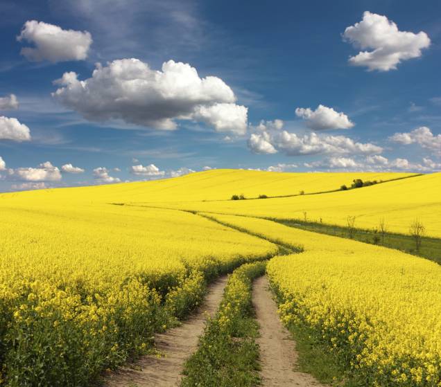 As colzas são plantas típicas de inúmeras regiões do Hemisfério Norte. Seus campos preenchem regiões na Suécia propensas à agricultura, e transformam a paisagem em um cenário romântico As colzas são plantas típicas de inúmeras regiões do Hemisfério Norte. Seus campos preenchem regiões na Suécia propensas à agricultura, e transformam a paisagem em um cenário romântico