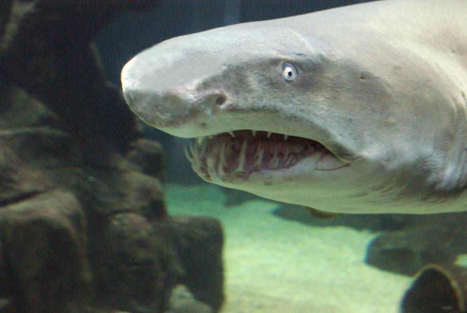 Tubarão-mangona no <strong><a href="https://viajeaqui.abril.com.br/estabelecimentos/br-sp-sao-paulo-atracao-aquario-de-sao-paulo" rel="Aquário de São Paulo">Aquário de São Paulo</a></strong>, no bairro Ipiranga. Os professores e monitoresm ensinam às crianças que o tubarão não se alimenta de seres humanos Tubarão-mangona no <strong><a href="https://viajeaqui.abril.com.br/estabelecimentos/br-sp-sao-paulo-atracao-aquario-de-sao-paulo" rel="Aquário de São Paulo">Aquário de São Paulo</a></strong>, no bairro Ipiranga. Os professores e monitoresm ensinam às crianças que o tubarão não se alimenta de seres humanos